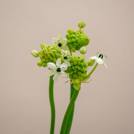 ORNITHOGALUM