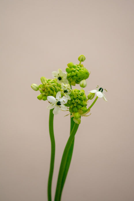 ORNITHOGALUM