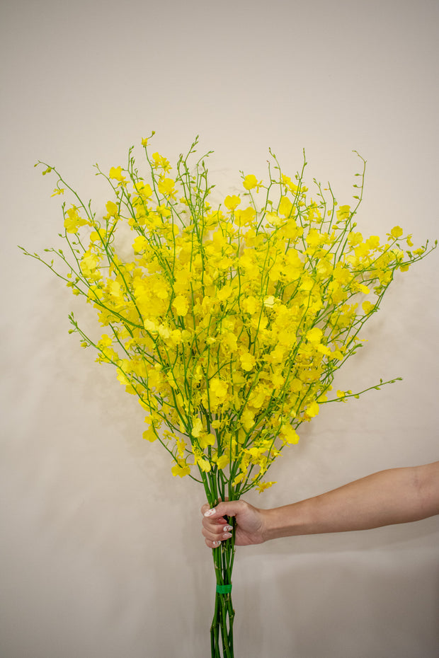 ONCIDIUM YELLOW
