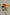 OrangeSprayRose
