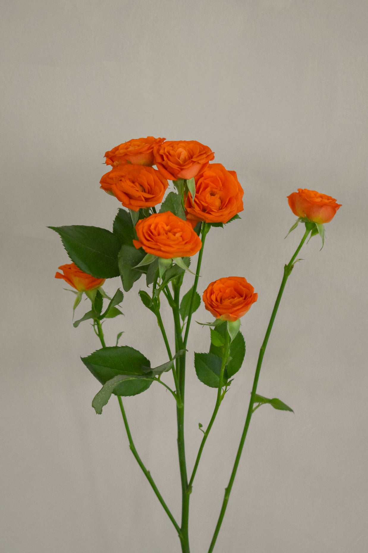 OrangeSprayRose