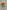 OrangeSprayRose
