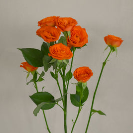 OrangeSprayRose