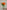 OrangeSprayRose