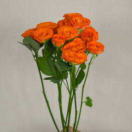 OrangeSprayRose