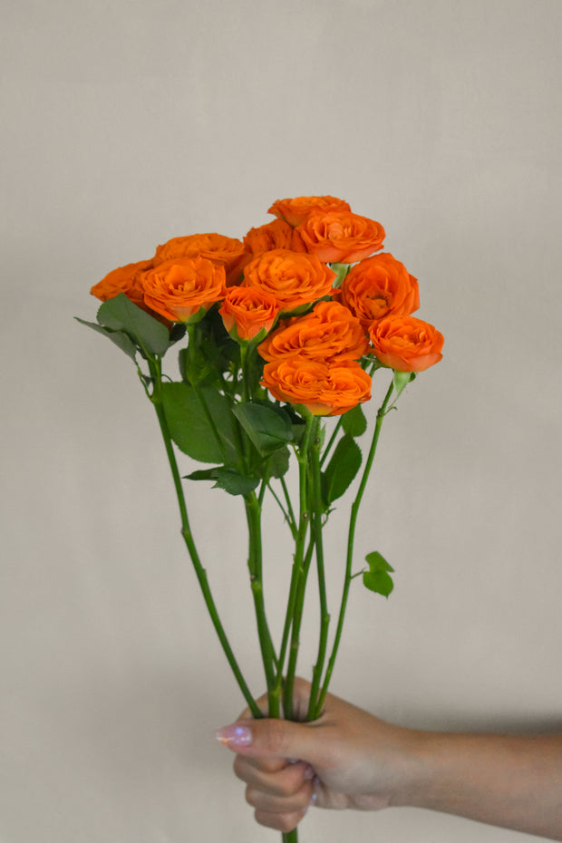 OrangeSprayRose
