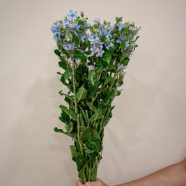 OXYPETALUM BLUE