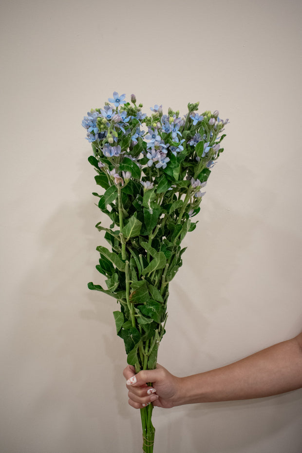 OXYPETALUM BLUE