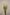 PENNISETUM