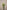 PENNISETUM