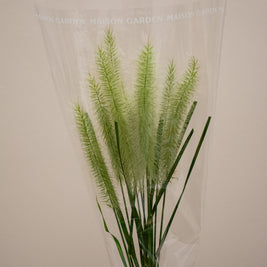 PENNISETUM
