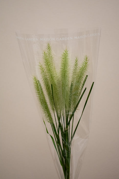 PENNISETUM