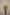 PENNISETUM