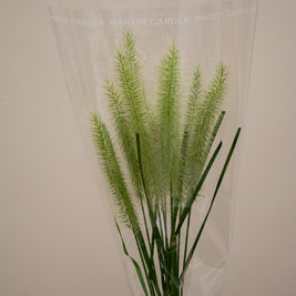 PENNISETUM