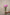 PEONY SARAH BERNHARD