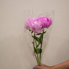 PEONY SARAH BERNHARD