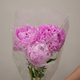 PEONY SARAH BERNHARD