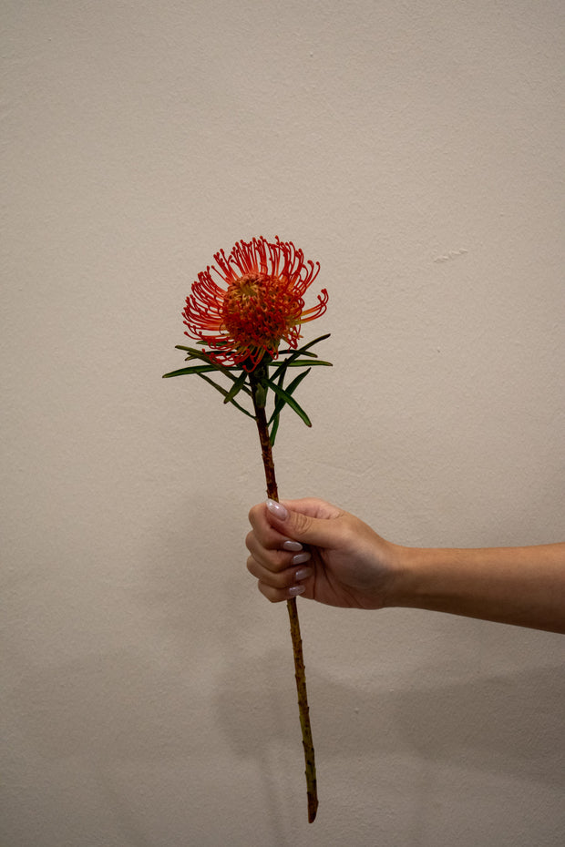 PINCUSHION RED