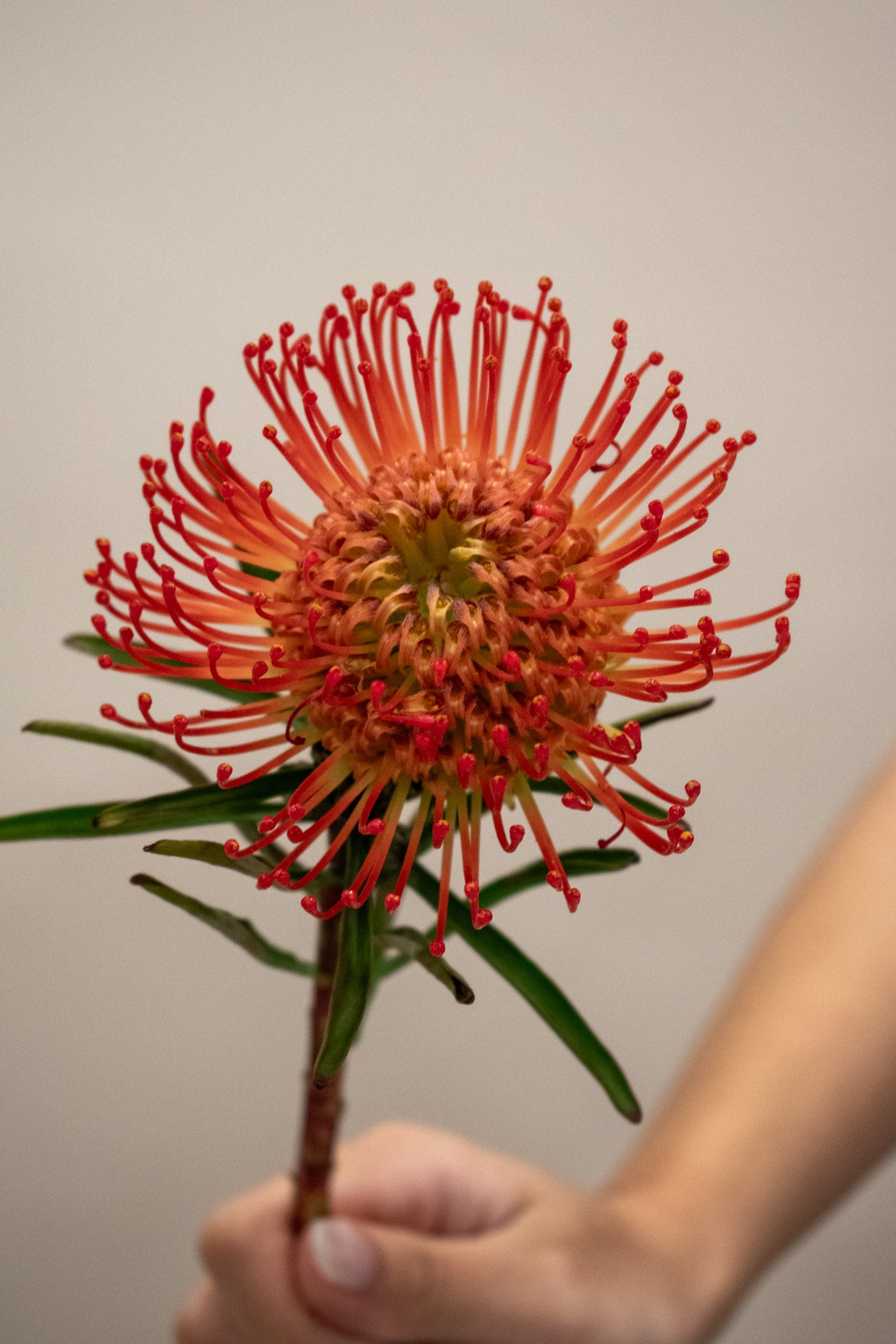 PINCUSHION RED