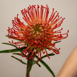 PINCUSHION RED