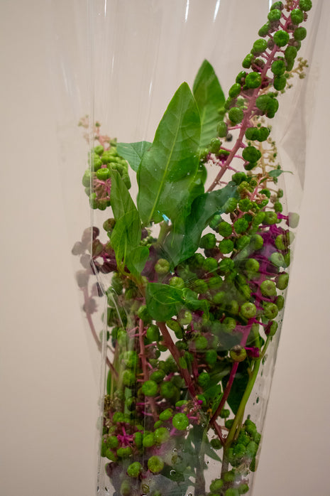 POKEWEED