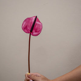 0 PURPLE ANTHURIUM