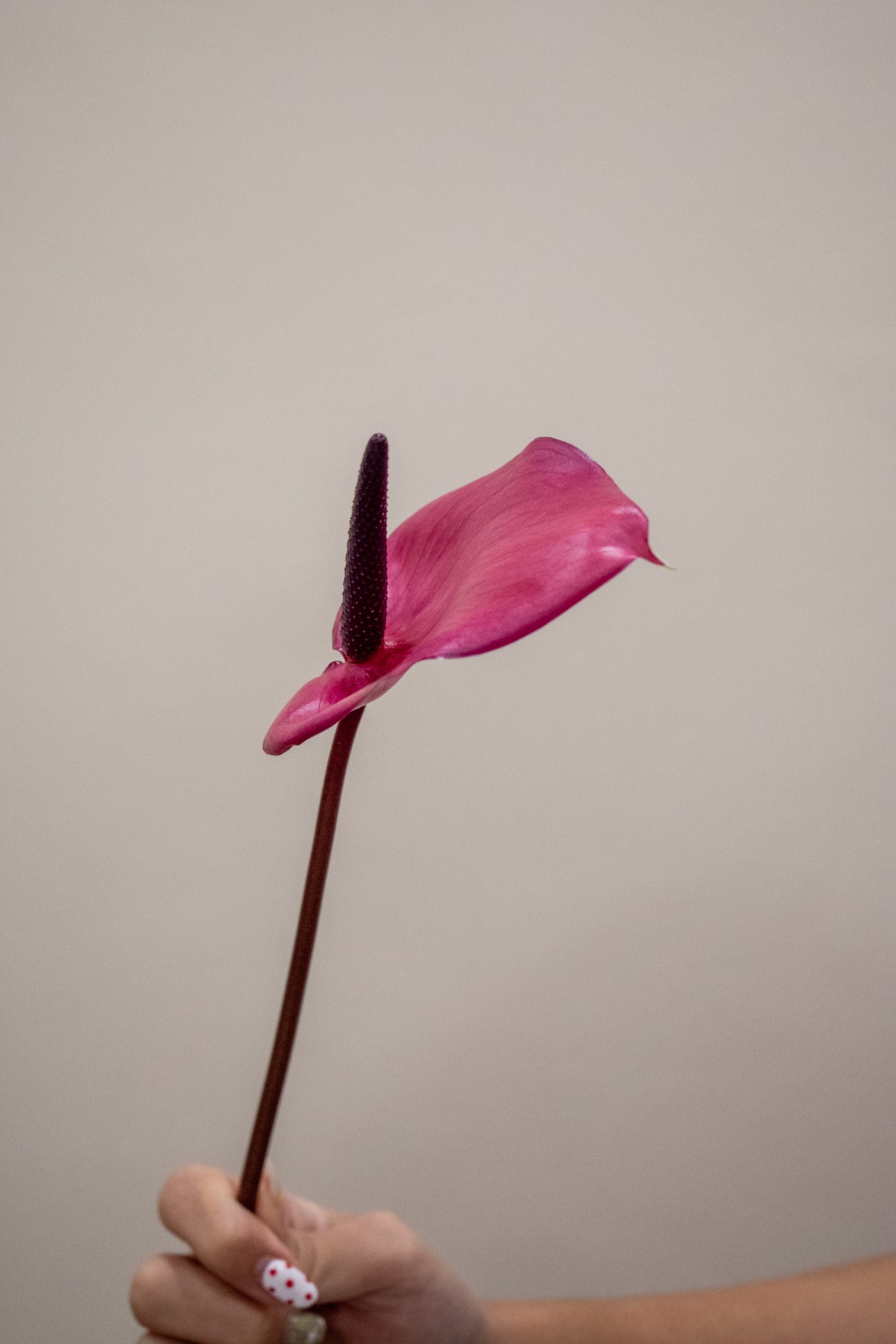 0 PURPLE ANTHURIUM