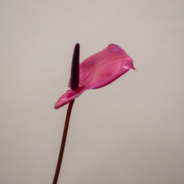 0 PURPLE ANTHURIUM