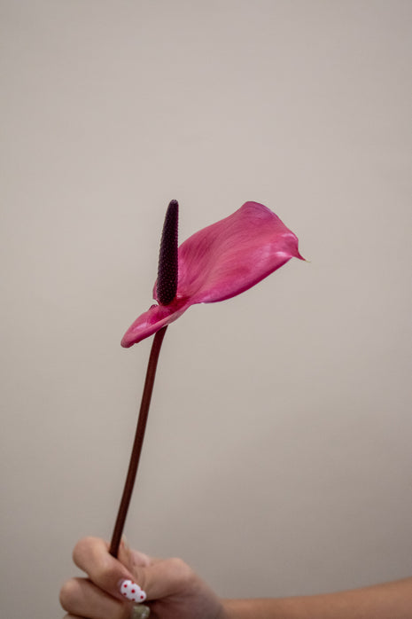 0 PURPLE ANTHURIUM