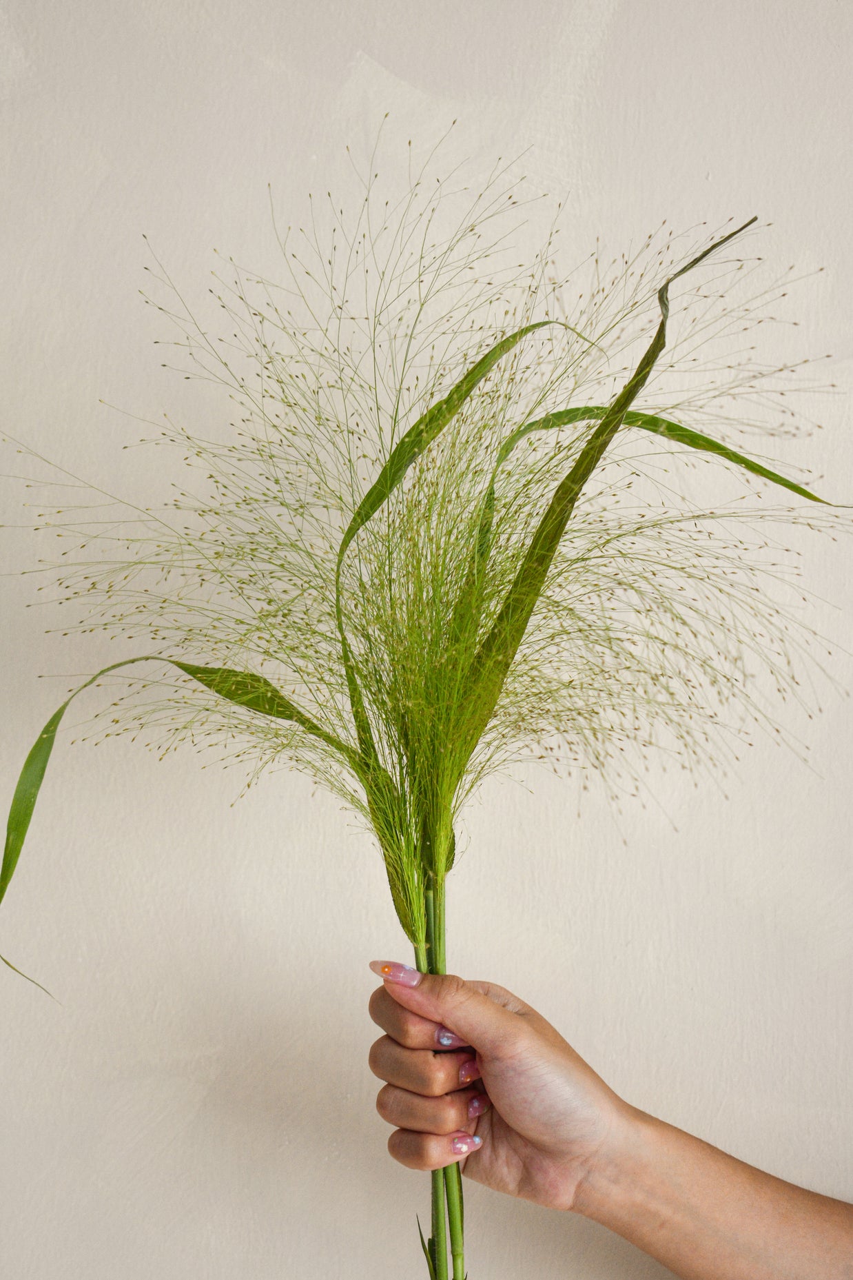 Panicum