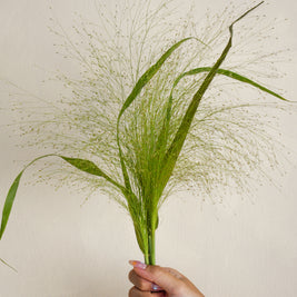 Panicum