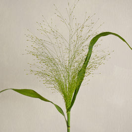 Panicum