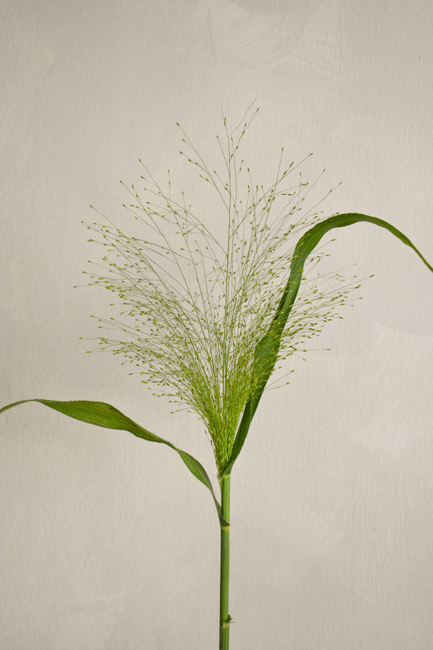 Panicum