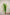 PANICUM