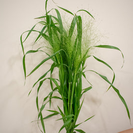 PANICUM