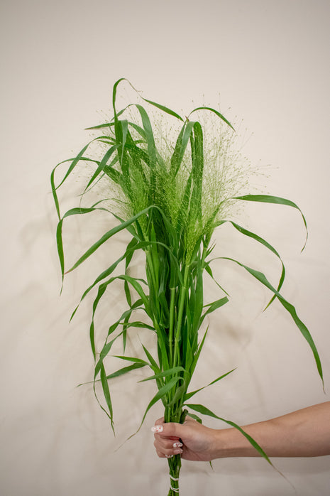 PANICUM