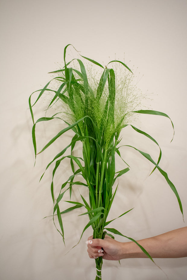 PANICUM