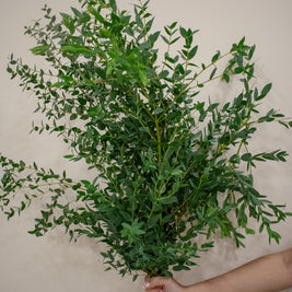 PARVIFOLIA