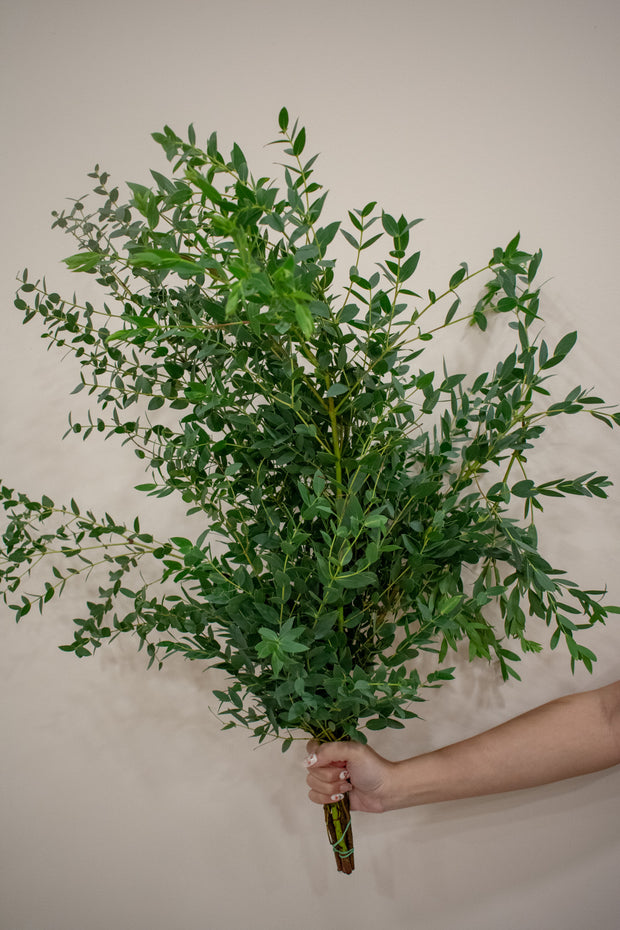 PARVIFOLIA