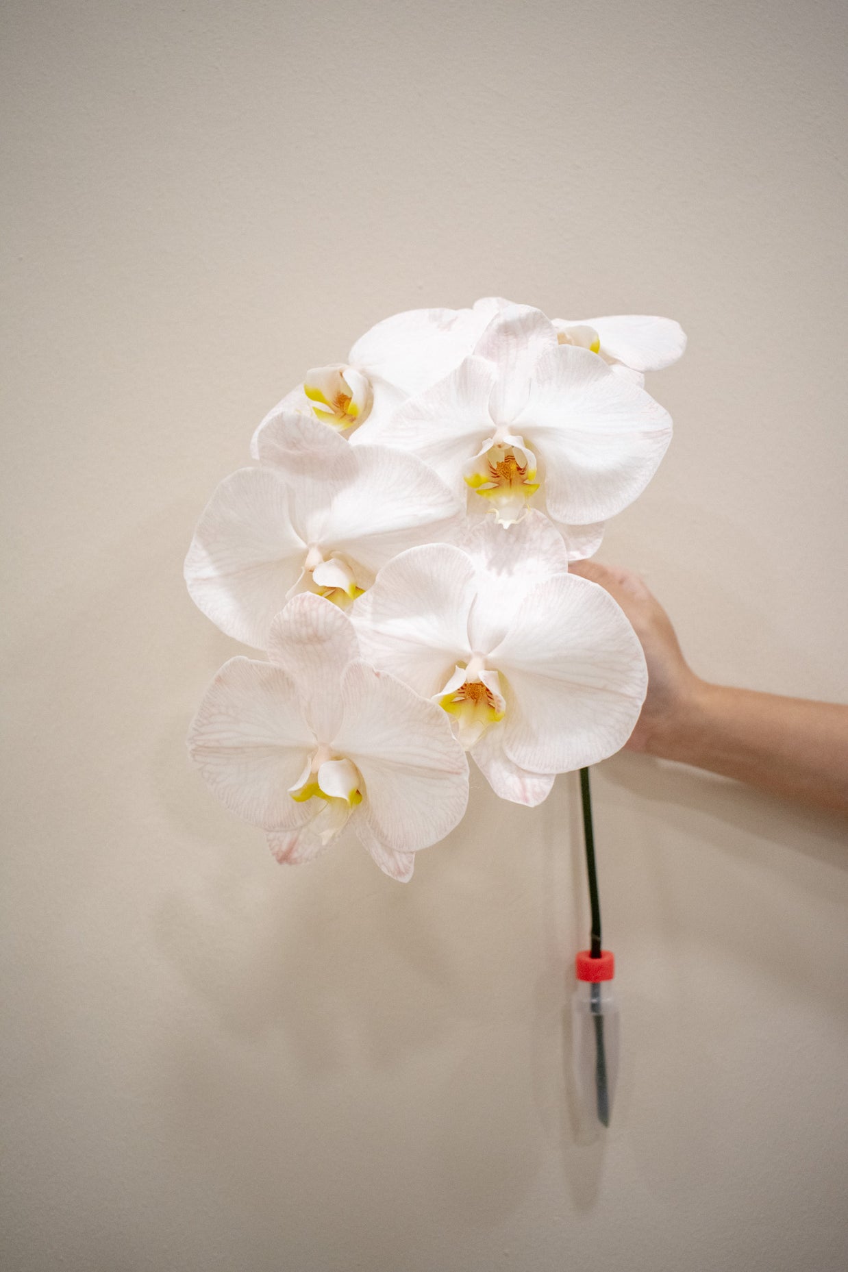 PHALAENOPSIS DYED PEACH