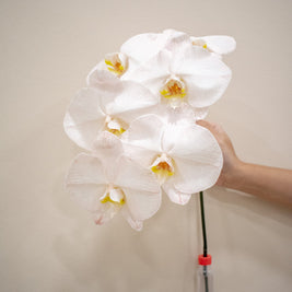 PHALAENOPSIS DYED PEACH