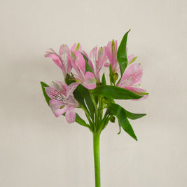 PinkAlstromeria