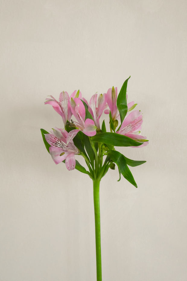 PinkAlstromeria
