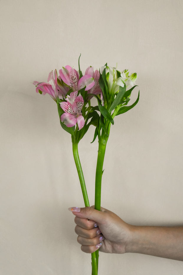 PinkAlstromeria