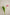PinkTulips