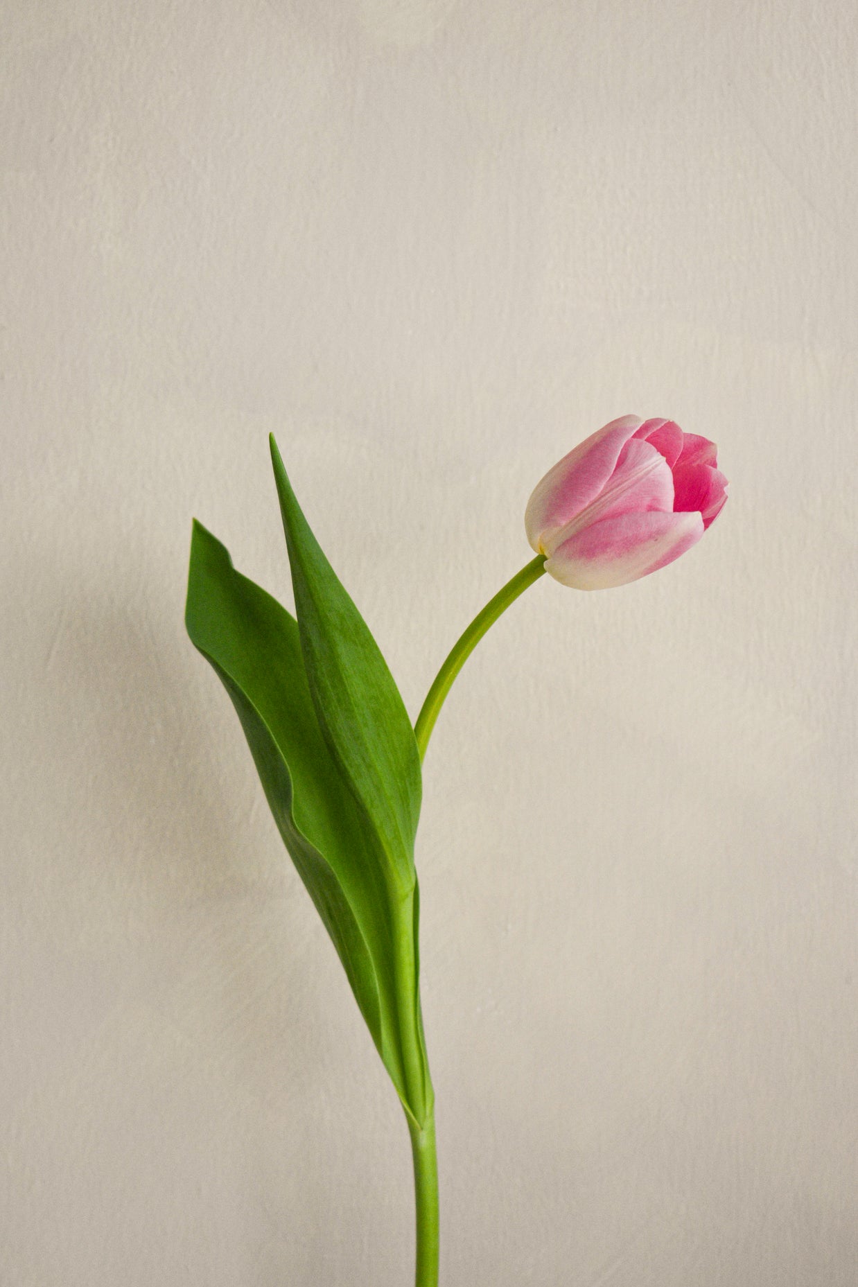 PinkTulips