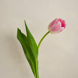 PinkTulips