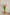 PinkTulips