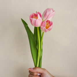 PinkTulips