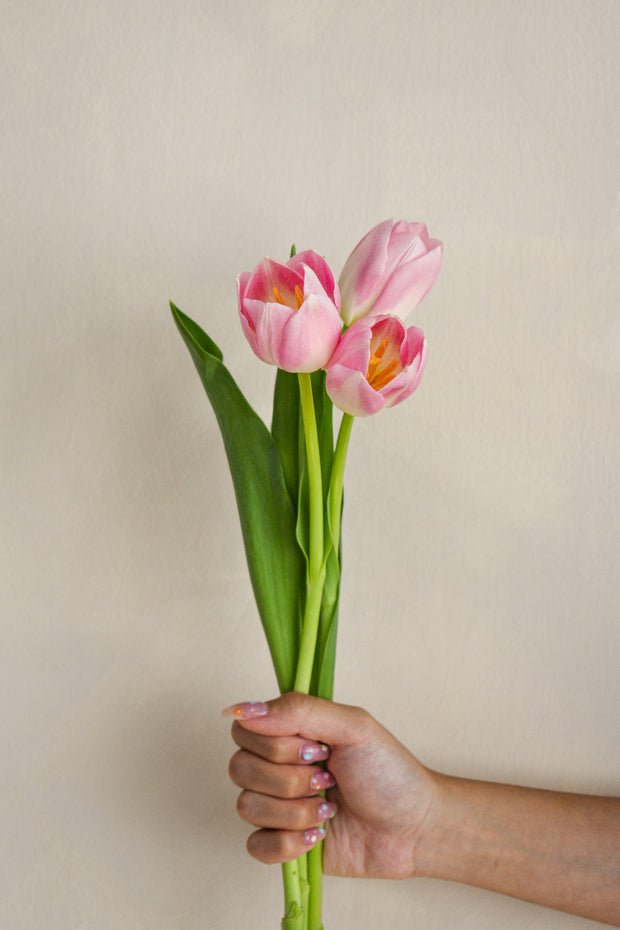 PinkTulips